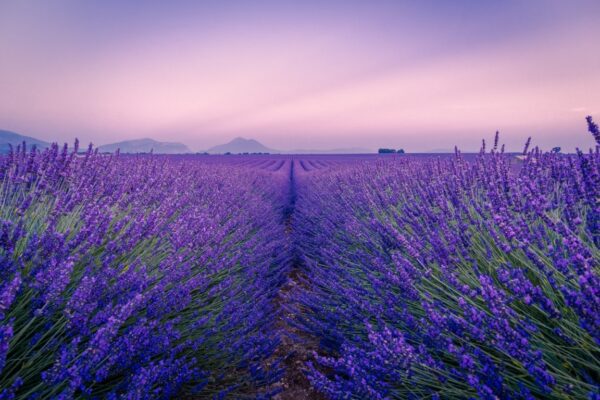 lavender fields provence essential oils and fragrances